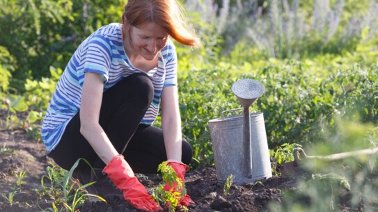 Kleine Wunden, schlimme Folgen: Gesunder Start in die Gartensaison im Kreis Segeberg