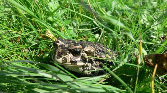 Wenn die Boybands im Frühling die Teichbühnen rocken