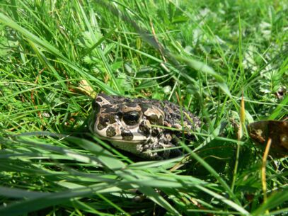 Wenn die Boybands im Frühling die Teichbühnen rocken