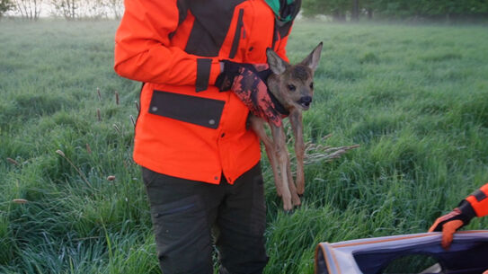 Lebensretter im Morgengrauen - Rehkitzrettung im Einsatz