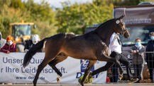 Trakehner Hengstmarkt: Jetzt Tickets sichern!