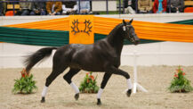 54. Trakehner Hengstmarkt ab 20. Oktober