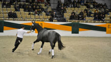 54. Trakehner Hengstmarkt (Fotogalerie)