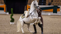 Gala-Vorführungen der Spanischen Hofreitschule 