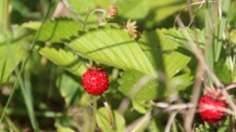 Essbarer Wald - Kräuter, Früchte, Pilze und mehr