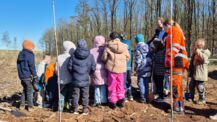 Schulkinder pflanzen junge Ahornbäumchen