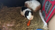 Schweinerei - Unbekannte setzen Meerschweinchen aus