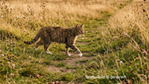Zwei Projektile im Körper: Unbekannter schießt auf Katze