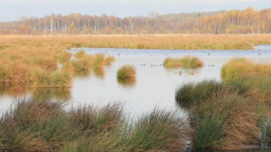 Himmelmoor in Quickborn