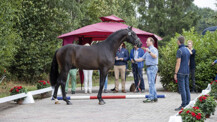 56. Internationaler Trakehner Hengstmarkt