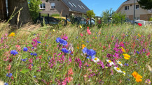 Weitere Wildblumenwiesen in Kaltenkirchen angelegt