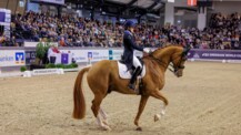 “Unglaublich intensiv” — Der Dressur-Weltcup ist zum 37. Mal in Neumünster