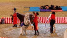 Der Schauwettbewerb der Reitvereine lädt zum 30-jährigen Jubiläum