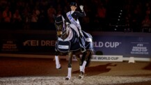 62. Trakehner Hengstmarkt „Queen Dalera“ noch einmal live erleben