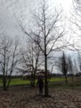 Neupflanzung einer Edelkastanie auf dem Dorotheenplatz